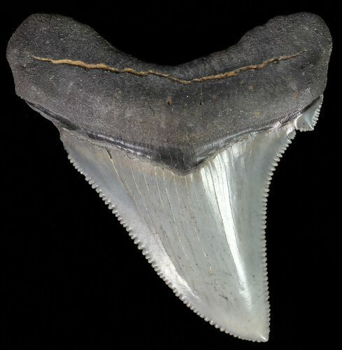 Serrated, Angustidens Tooth - Megalodon Ancestor #70518